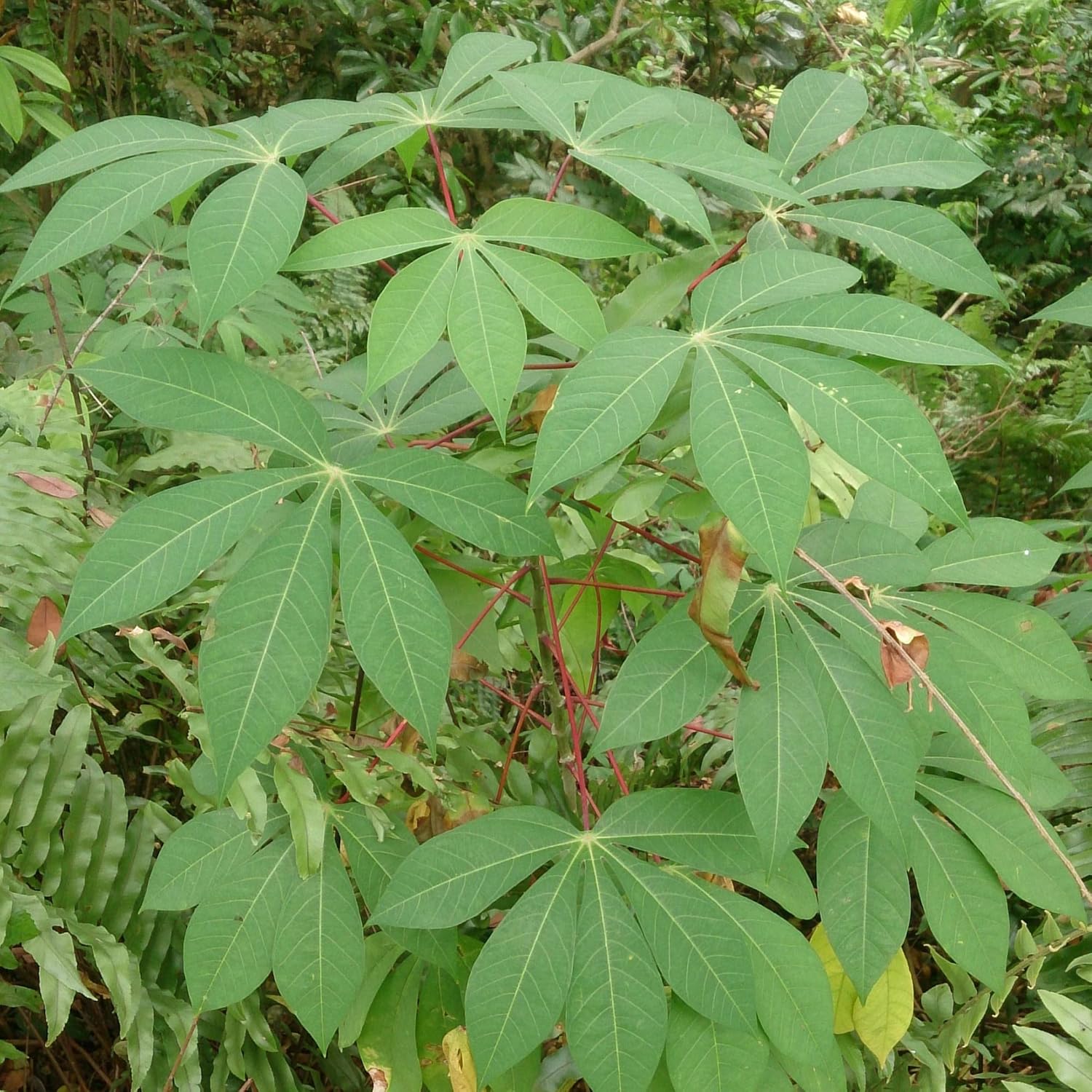 Cassava Seeds Manihot Esculenta for Planting- Yuca, Good Source of Carbohydrates, Ideal for Boiling, Frying, or Mashing - Image 6