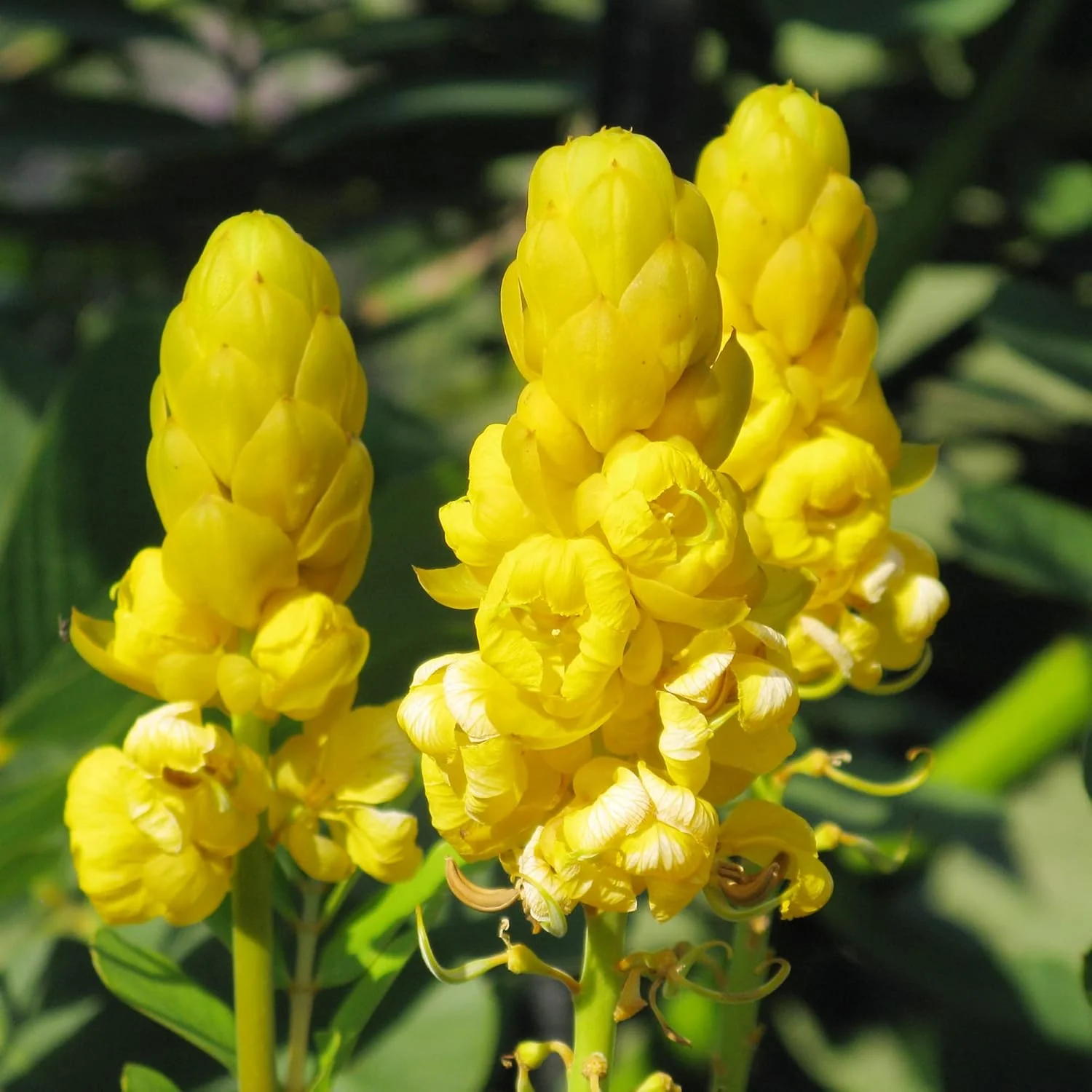 Cassia Alata Seeds – Exotic Senna Alata Evergreen Shrub for Ornamental Landscaping