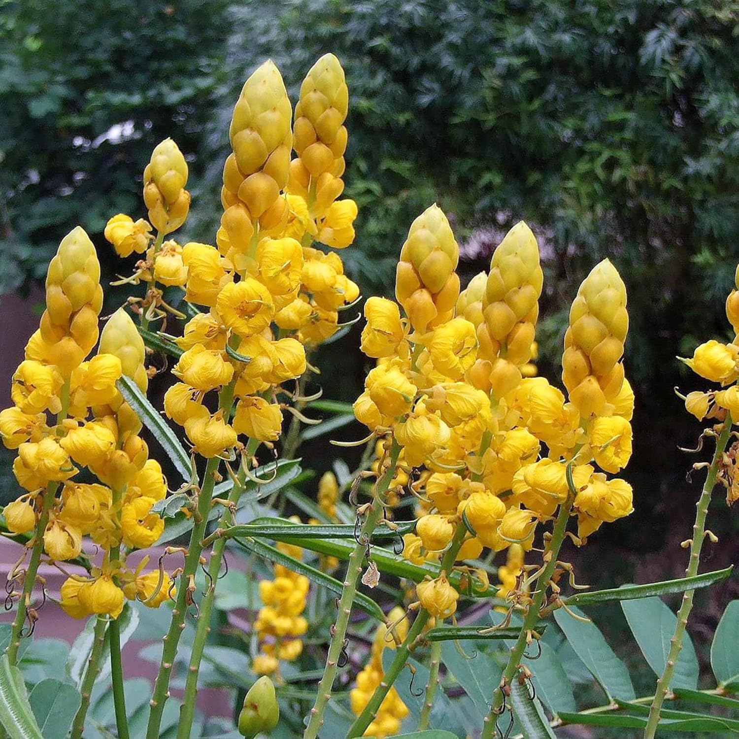 Cassia Alata Seeds – Exotic Senna Alata Evergreen Shrub for Ornamental Landscaping - Image 3