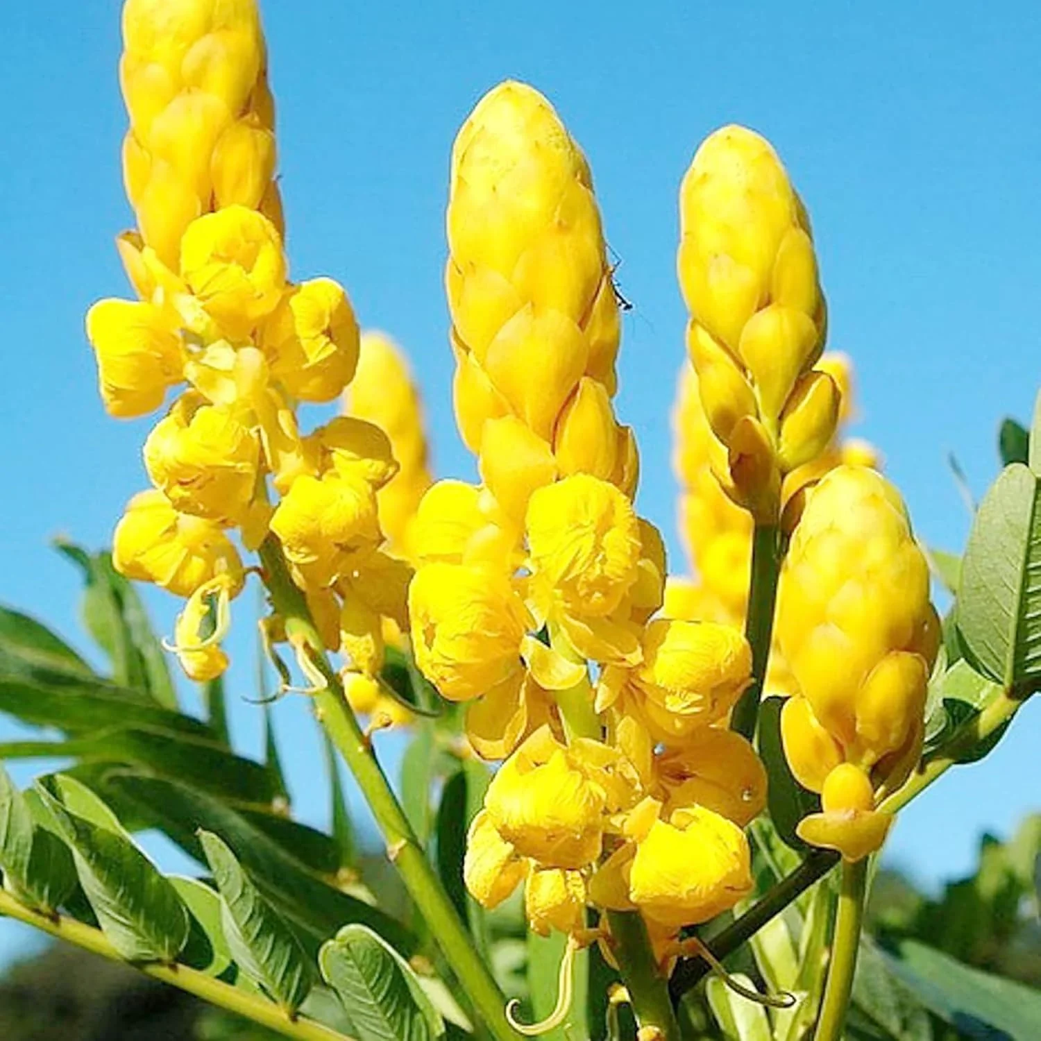 Cassia Alata Seeds – Exotic Senna Alata Evergreen Shrub for Ornamental Landscaping - Image 6