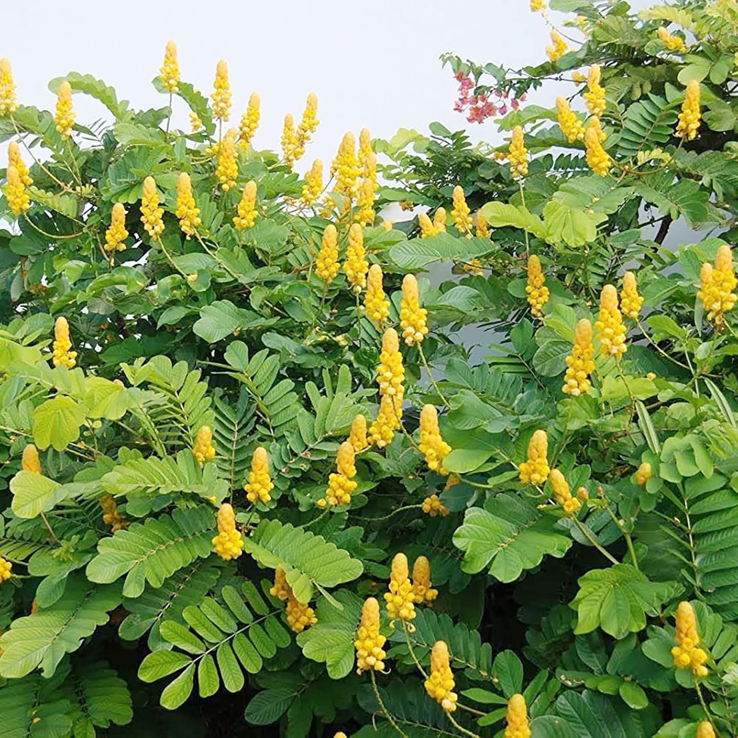 Cassia Alata Seeds – Exotic Senna Alata Evergreen Shrub for Ornamental Landscaping - Image 7