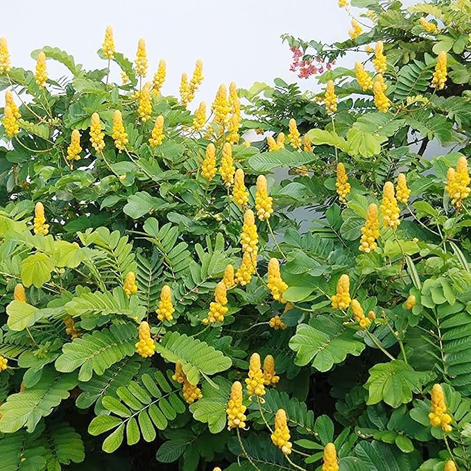 Cassia Alata Seeds – Senna alata Evergreen Shrub for Ornamental Borders & Landscapes - Image 3