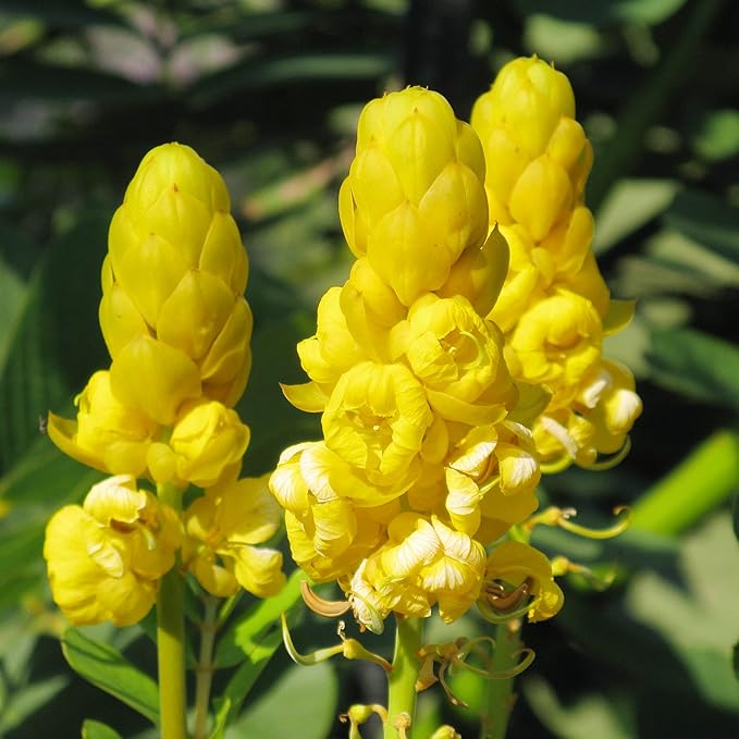 Cassia Alata Seeds – Senna alata Evergreen Shrub for Ornamental Borders & Landscapes - Image 5