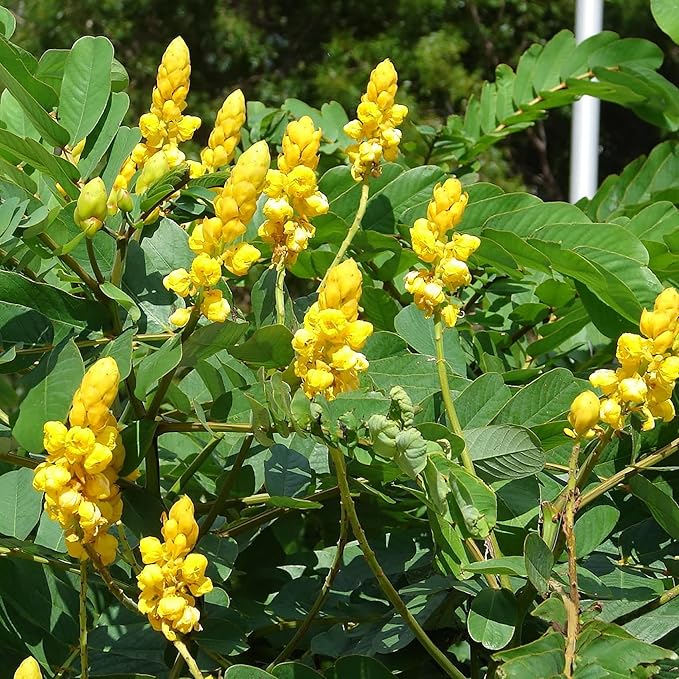 Cassia Alata Seeds – Senna alata Evergreen Shrub for Ornamental Borders & Landscapes - Image 6