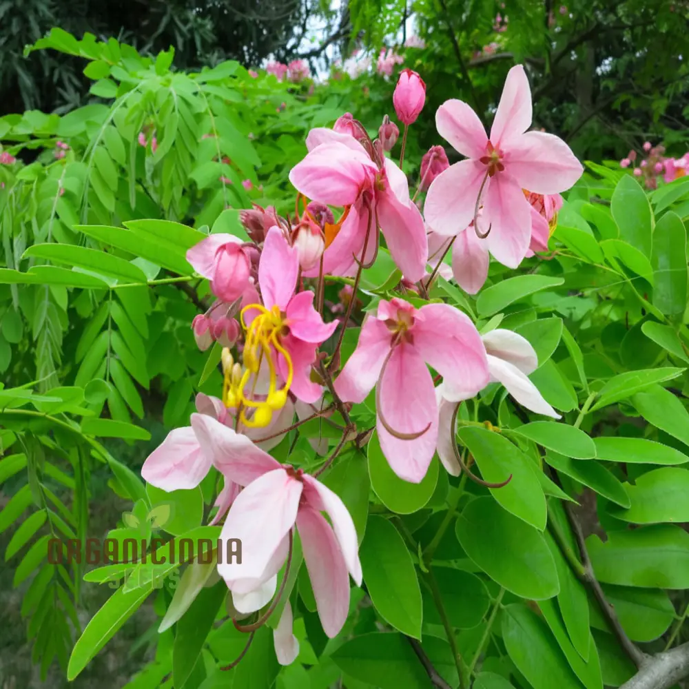 Cassia javanica Seeds – Pink Shower Tree Seeds for Lush Ornamental Growth - Image 6