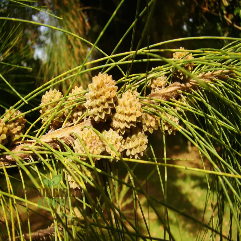 Casuarina Equisetifolia Seeds – Australian Pine Tree, Hardy & Versatile Variety - Image 4