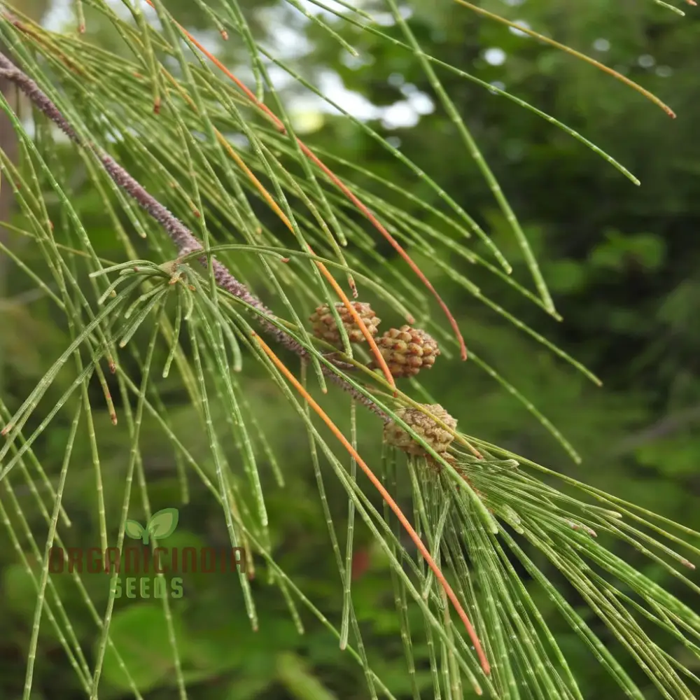 Casuarina Equisetifolia Seeds – Australian Pine Tree, Hardy & Versatile Variety - Image 5