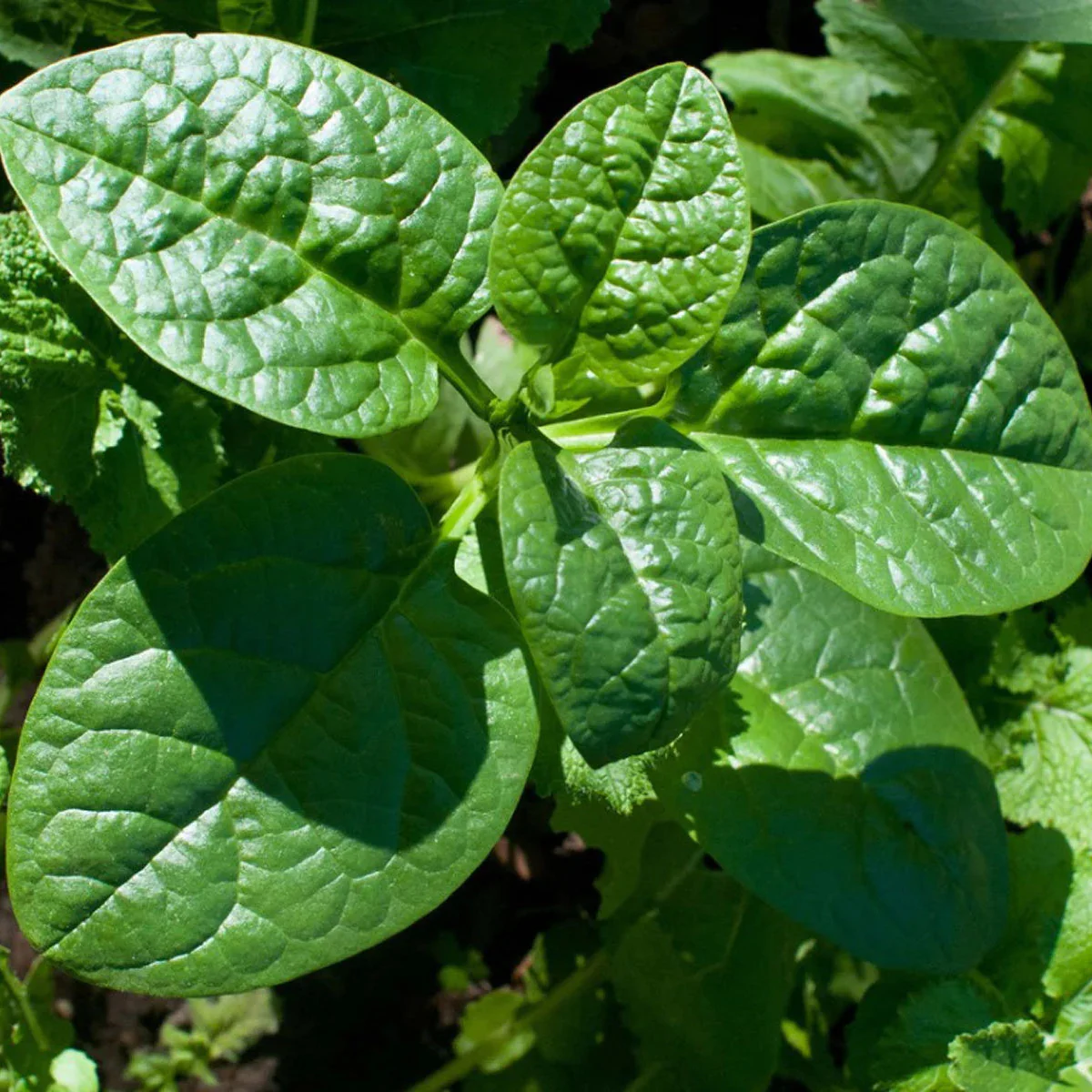 Catalina Spinach Seeds – Heirloom, Fast-Growing, Nutritious Greens
