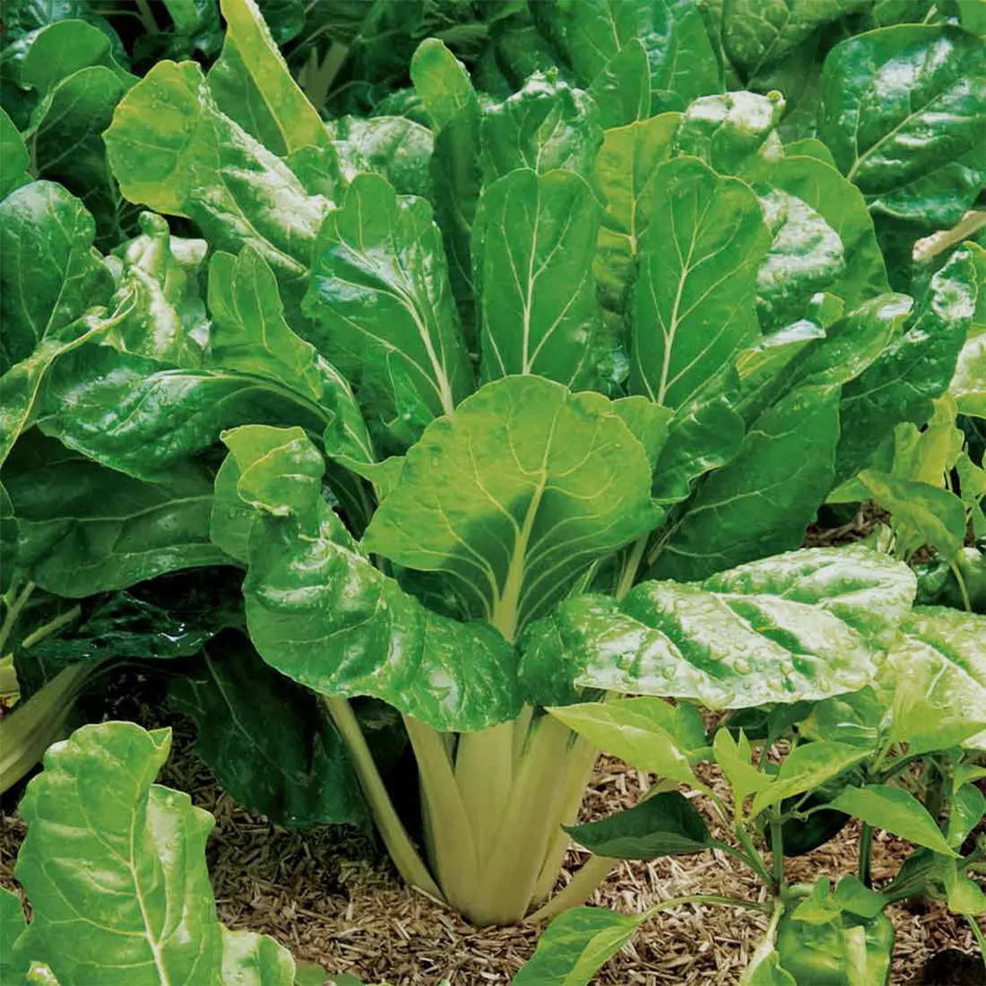 Catalina Spinach Seeds – Heirloom, Fast-Growing, Nutritious Greens - Image 2