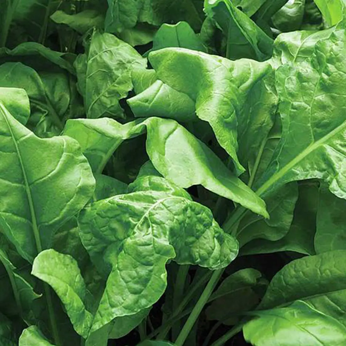 Catalina Spinach Seeds – Heirloom, Fast-Growing, Nutritious Greens - Image 3