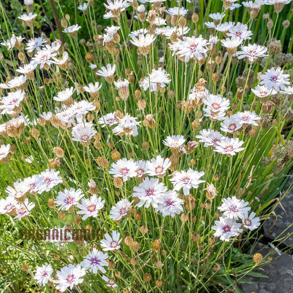 Catananche Amor White Seeds - Grow Elegant and Pure White Catananche Flowers in Your Garden