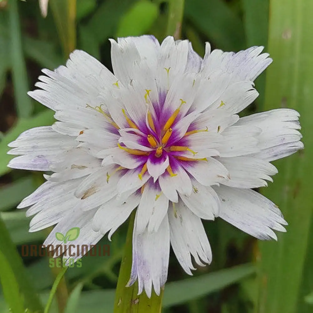 Catananche Amor White Seeds - Grow Elegant and Pure White Catananche Flowers in Your Garden - Image 3