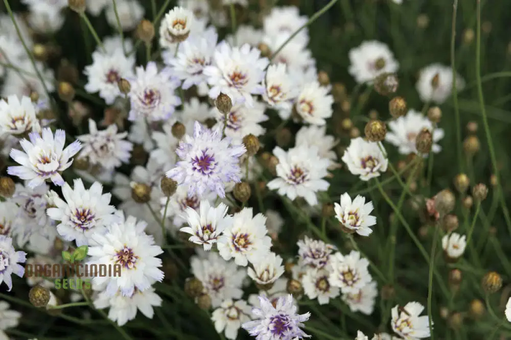 Catananche Amor White Seeds - Grow Elegant and Pure White Catananche Flowers in Your Garden - Image 5