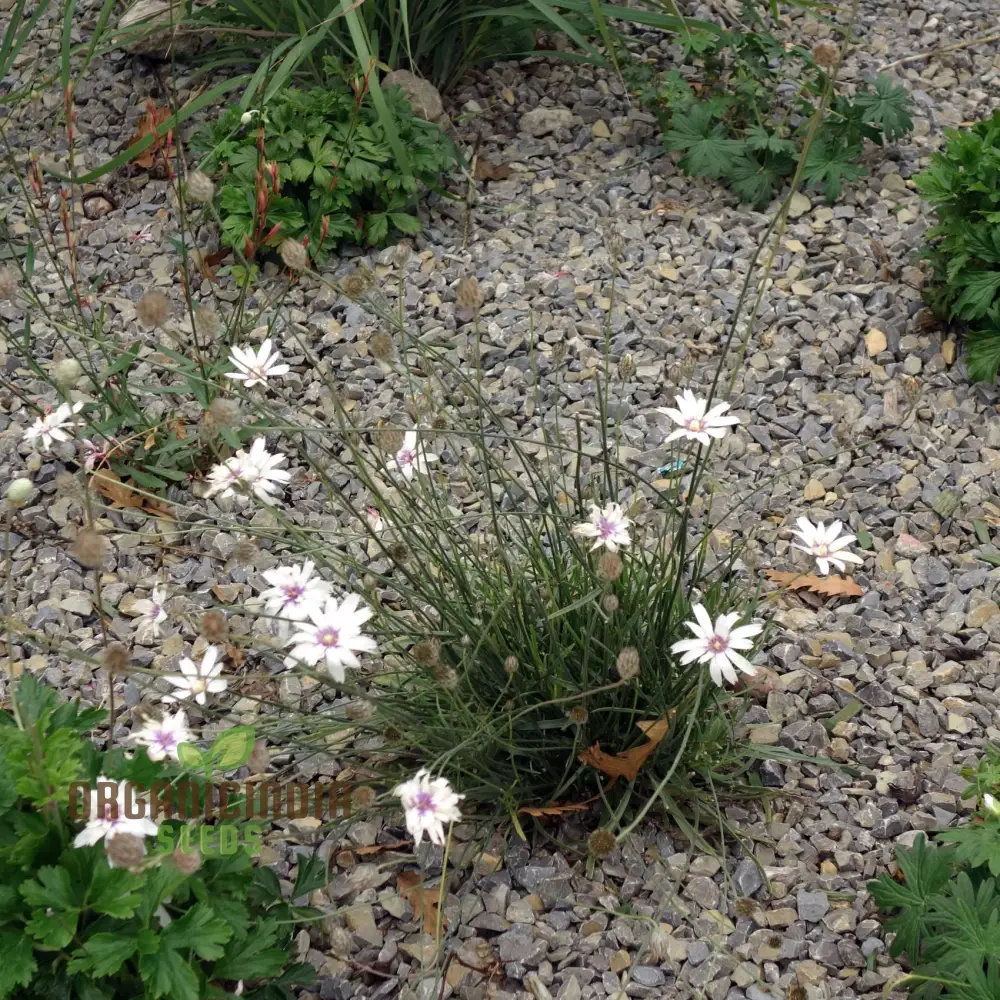 Catananche Amor White Seeds - Grow Elegant and Pure White Catananche Flowers in Your Garden - Image 6