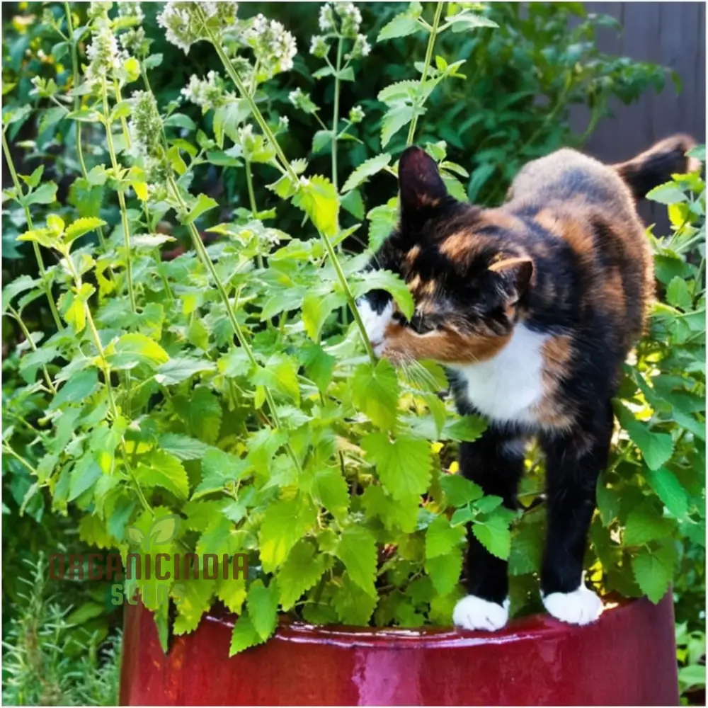 Catnip Plant Seeds - Delightful Herb for Your Feline Friends and Garden Aromas - Image 3