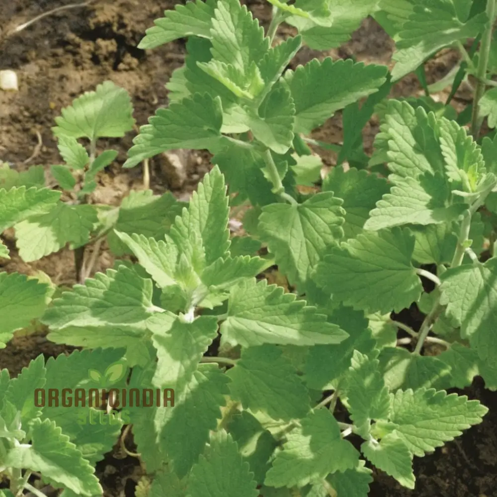 Catnip Plant Seeds - Delightful Herb for Your Feline Friends and Garden Aromas - Image 4