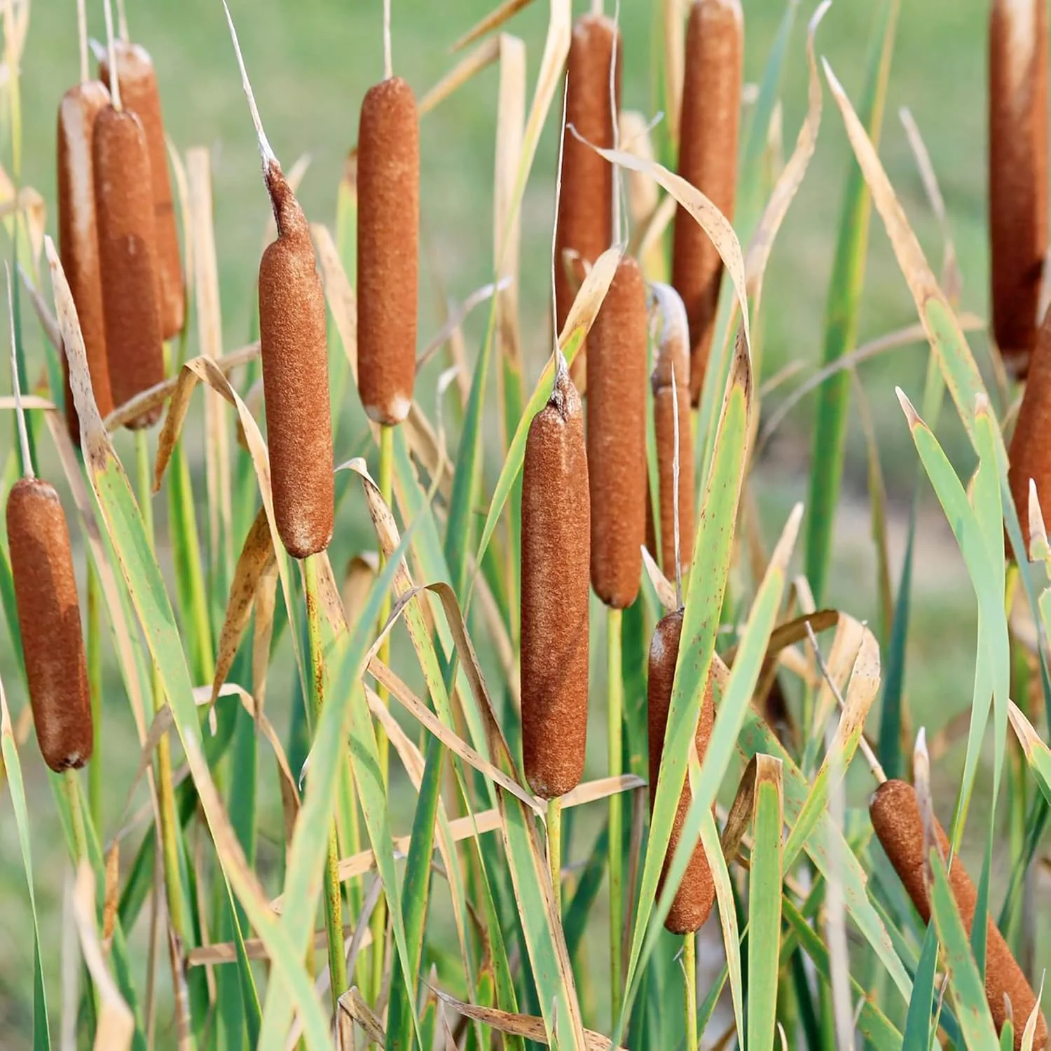 Cattail Seeds Typha Latifolia – Perennial, Fast-Growing Ornamental for Ponds & Bog Gardens