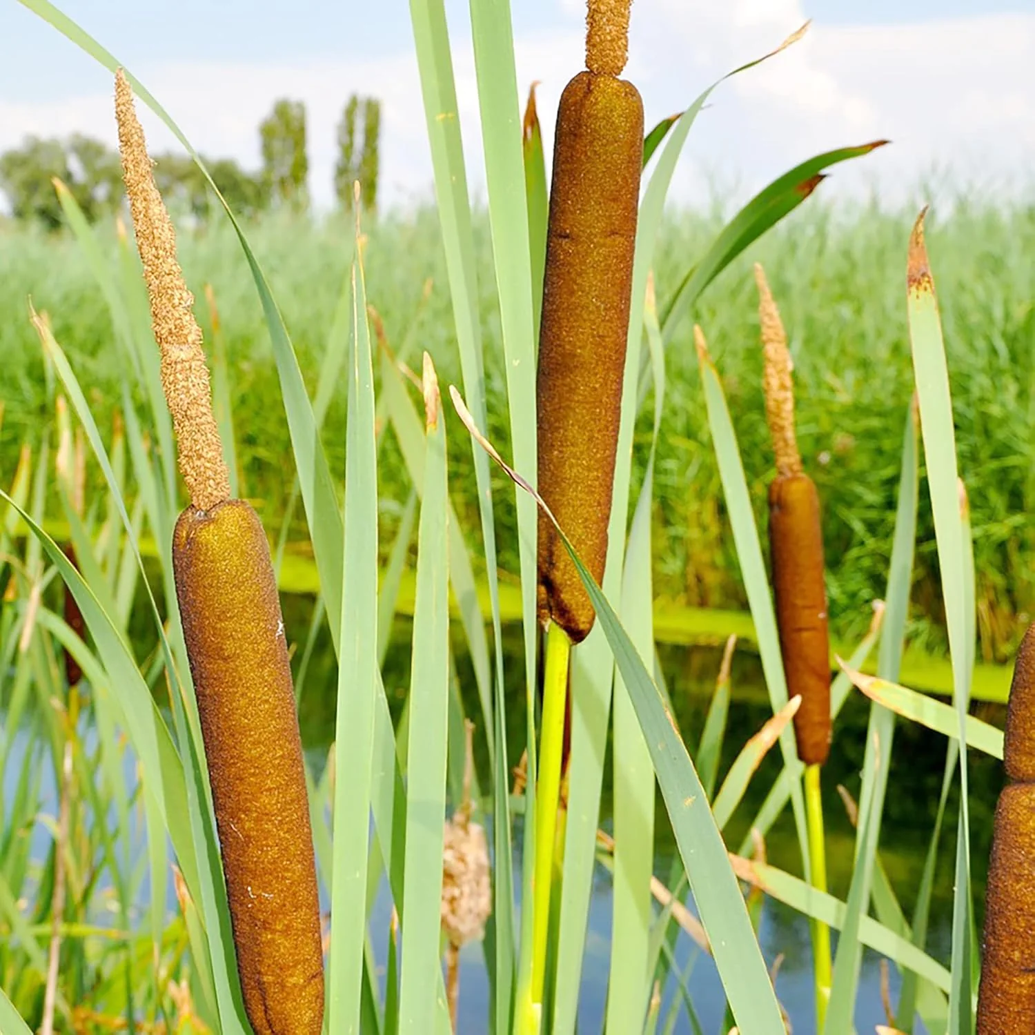 Cattail Seeds Typha Latifolia – Perennial, Fast-Growing Ornamental for Ponds & Bog Gardens - Image 3