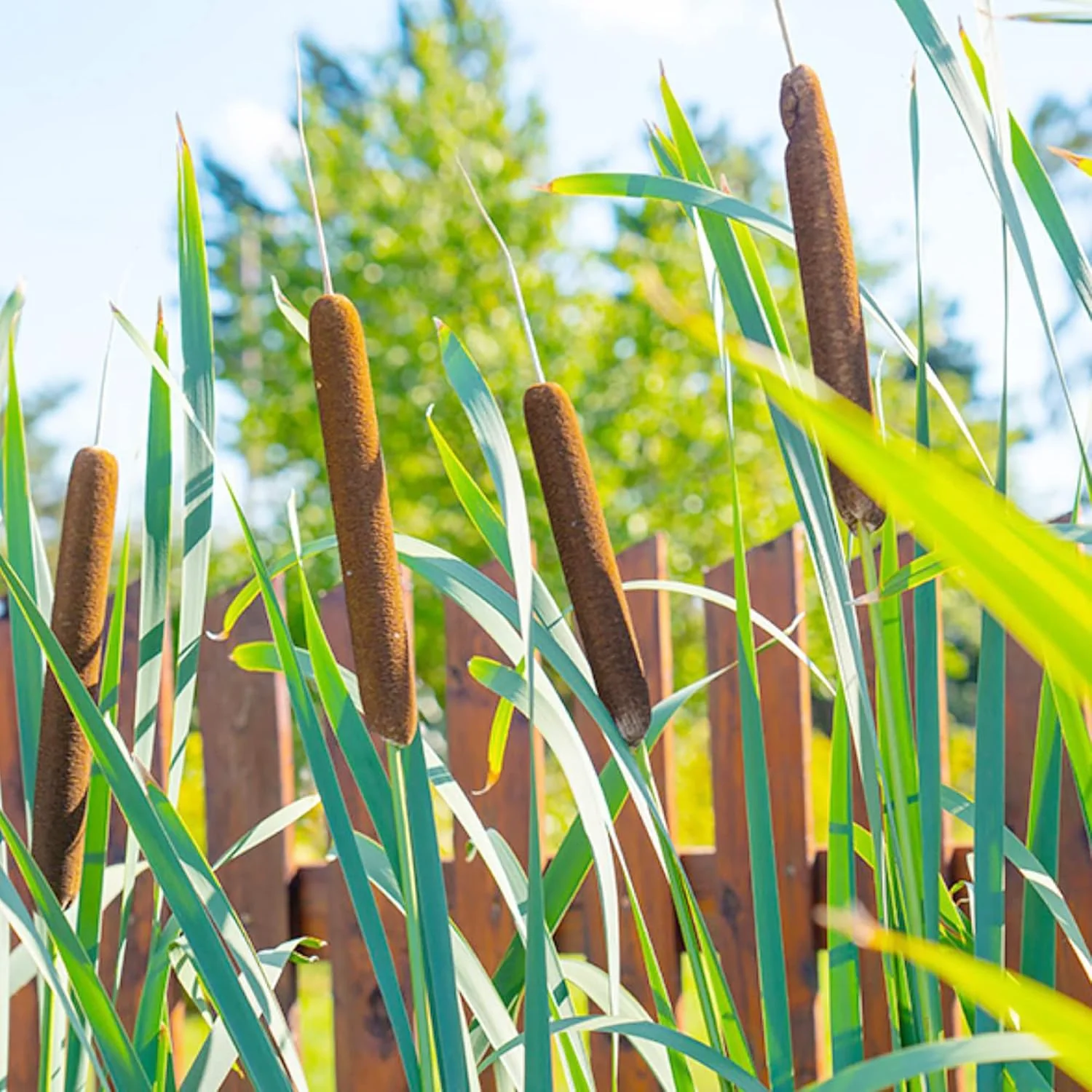 Cattail Seeds Typha Latifolia – Perennial, Fast-Growing Ornamental for Ponds & Bog Gardens - Image 4
