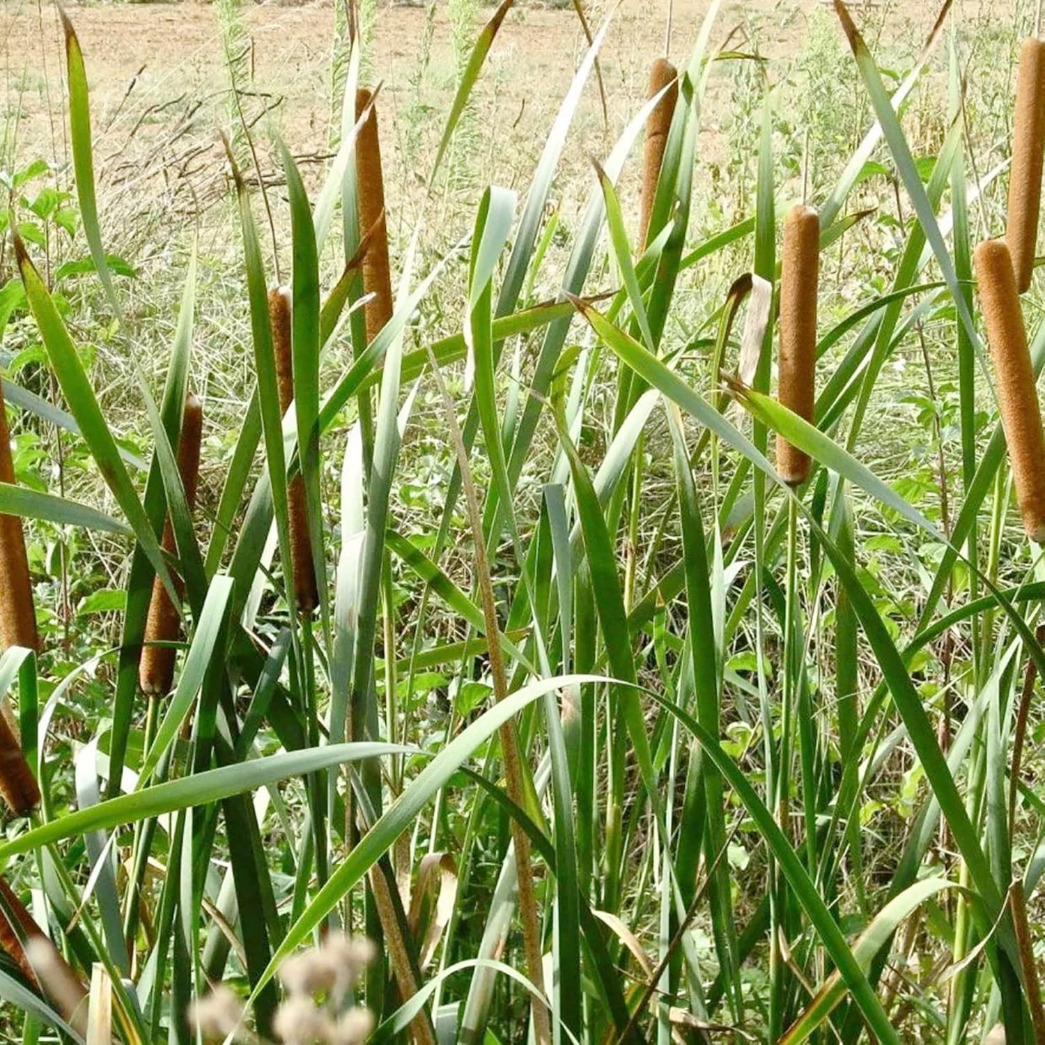 Cattail Seeds Typha Latifolia – Perennial, Fast-Growing Ornamental for Ponds & Bog Gardens - Image 5