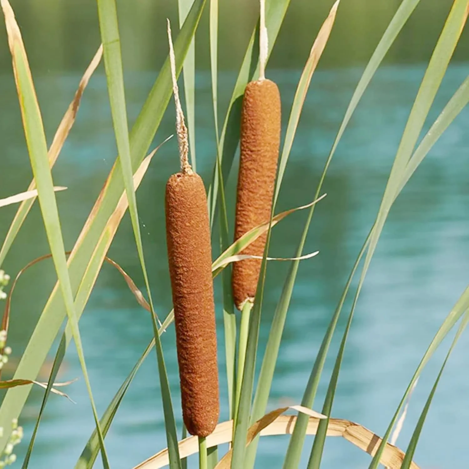 Cattail Seeds Typha Latifolia – Perennial, Fast-Growing Ornamental for Ponds & Bog Gardens - Image 6