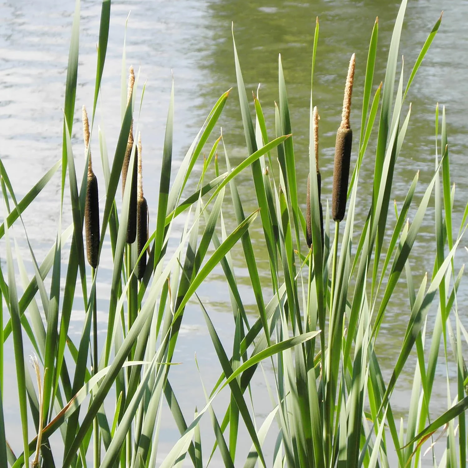 Cattail Seeds Typha Latifolia – Perennial, Fast-Growing Ornamental for Ponds & Bog Gardens - Image 7