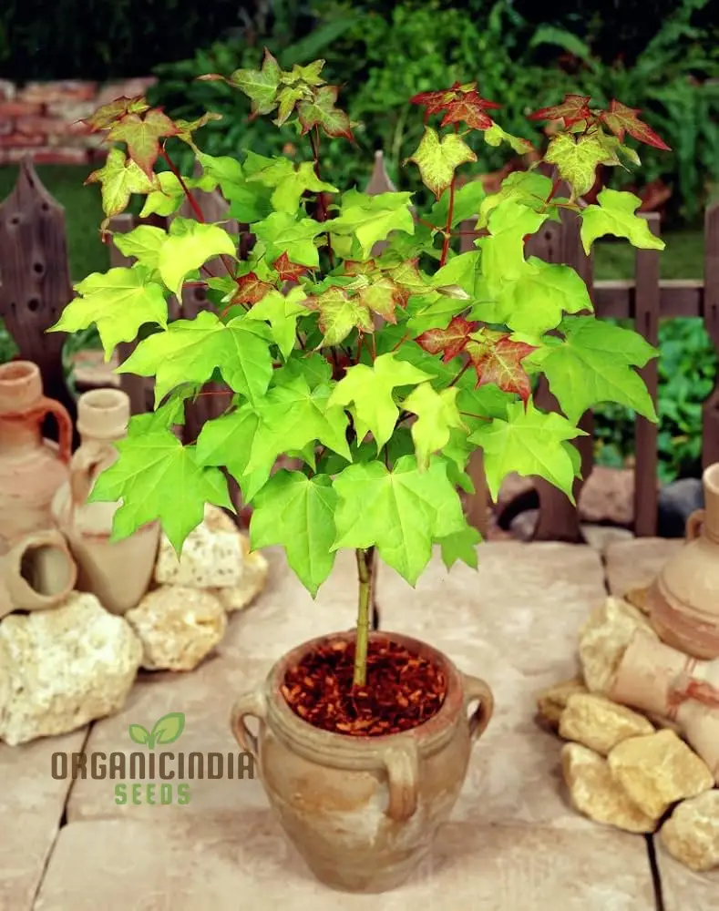 Caucasian Maple Tree Seeds for Planting - Premium Quality Seeds for Lush Garden Growth