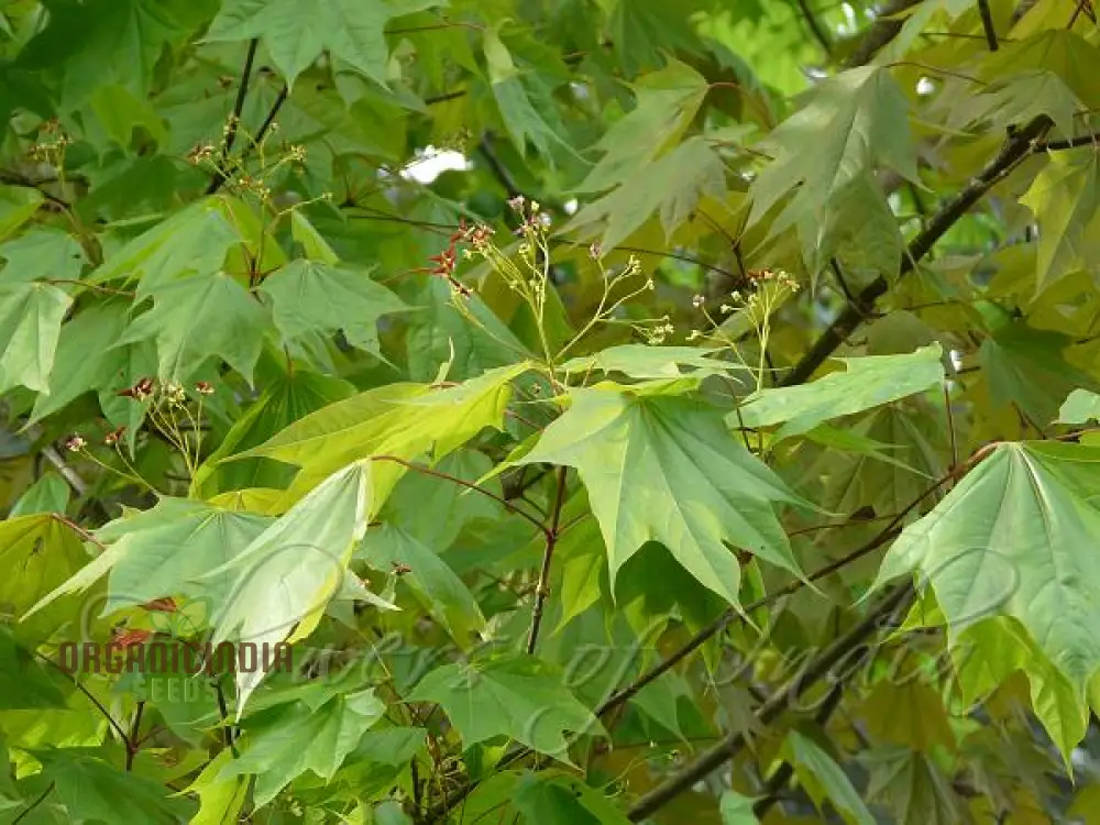 Caucasian Maple Tree Seeds for Planting - Premium Quality Seeds for Lush Garden Growth - Image 2