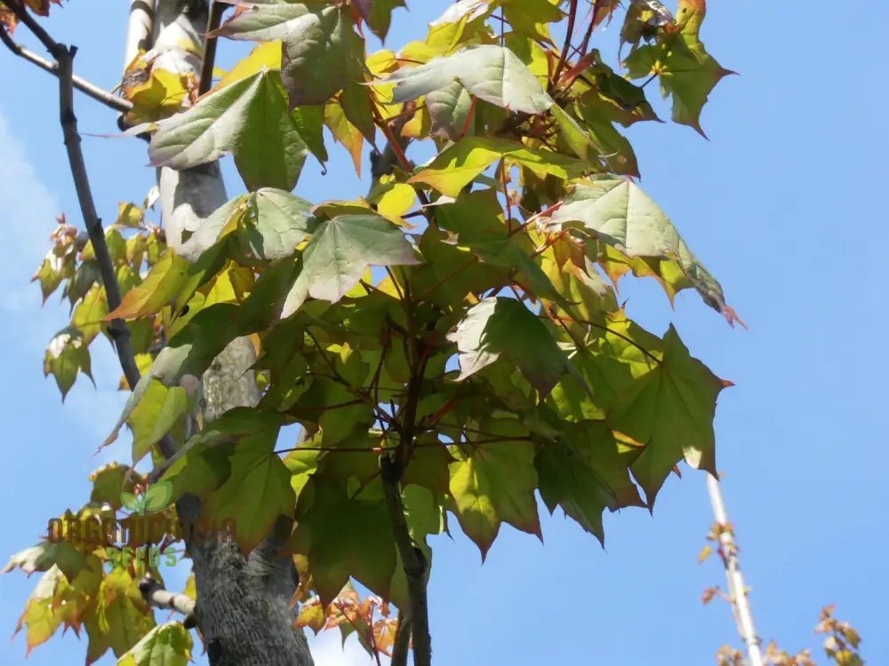 Caucasian Maple Tree Seeds for Planting - Premium Quality Seeds for Lush Garden Growth - Image 3