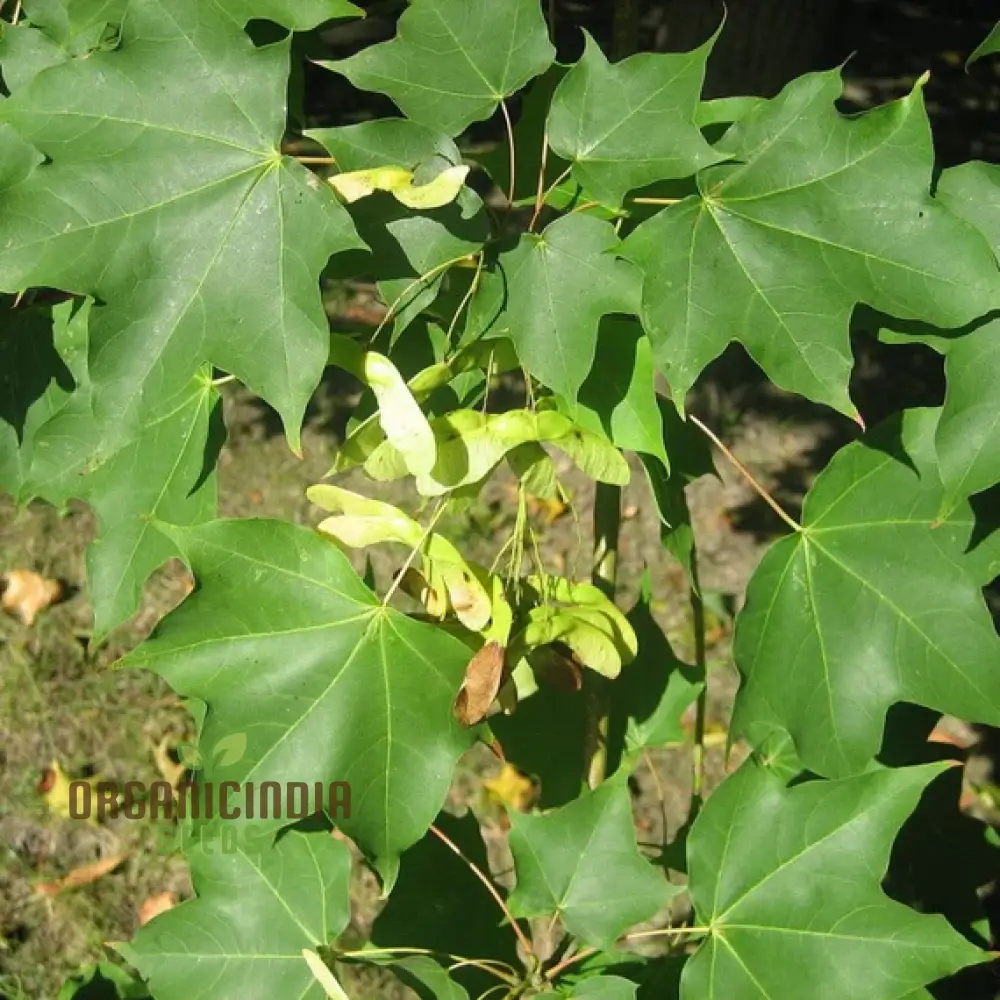 Caucasian Maple Tree Seeds for Planting - Premium Quality Seeds for Lush Garden Growth - Image 4