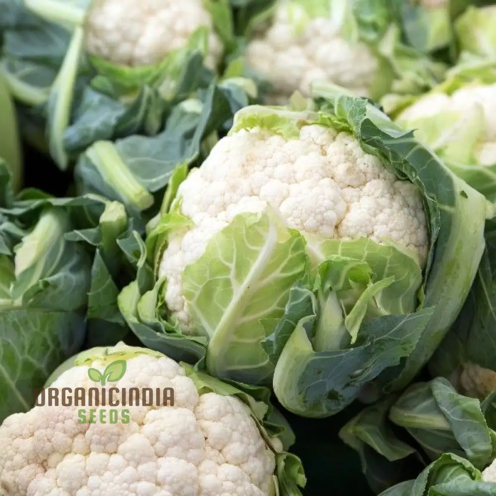 CAULIFLOWER ALL YEAR ROUND Seeds for Year-Round Gardening | Buy Seeds Online