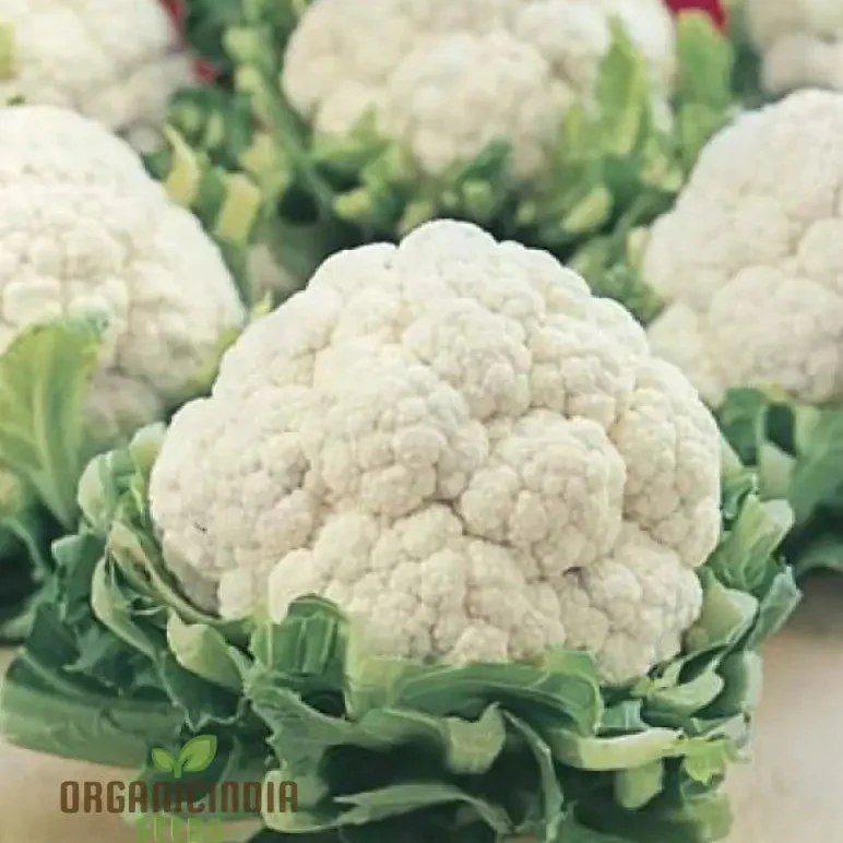 CAULIFLOWER ALL YEAR ROUND Seeds for Year-Round Gardening | Buy Seeds Online - Image 3