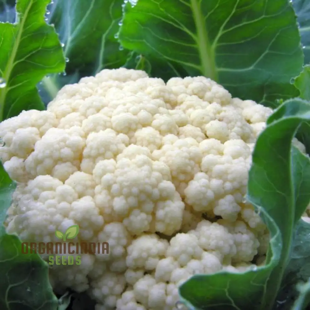 CAULIFLOWER ALL YEAR ROUND Seeds for Year-Round Gardening | Buy Seeds Online - Image 4