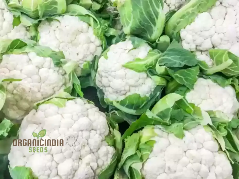 CAULIFLOWER ALL YEAR ROUND Seeds for Year-Round Gardening | Buy Seeds Online - Image 5