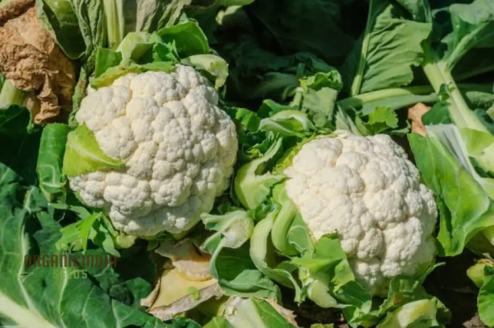 CAULIFLOWER ALL YEAR ROUND Seeds for Year-Round Gardening | Buy Seeds Online - Image 6