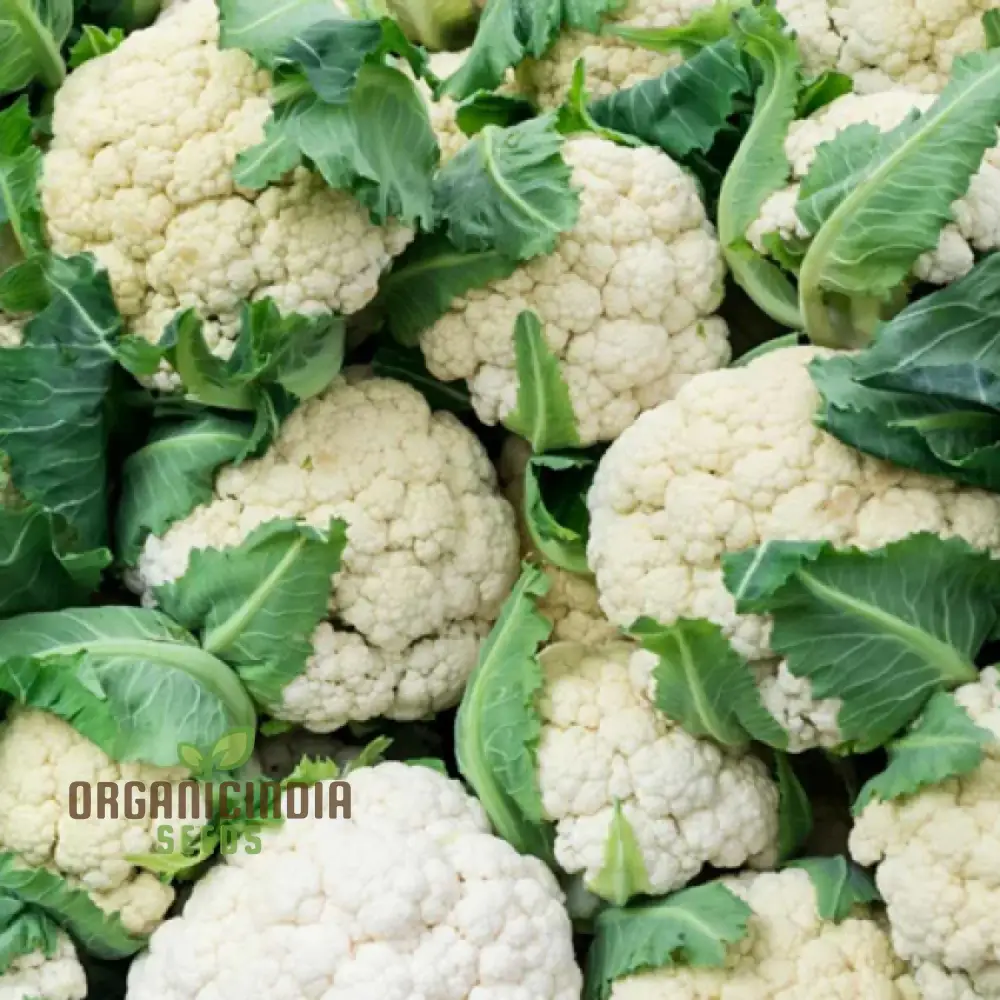 Cauliflower - Alpha Seeds for Planting and Gardening | Premium Quality Organic Seeds