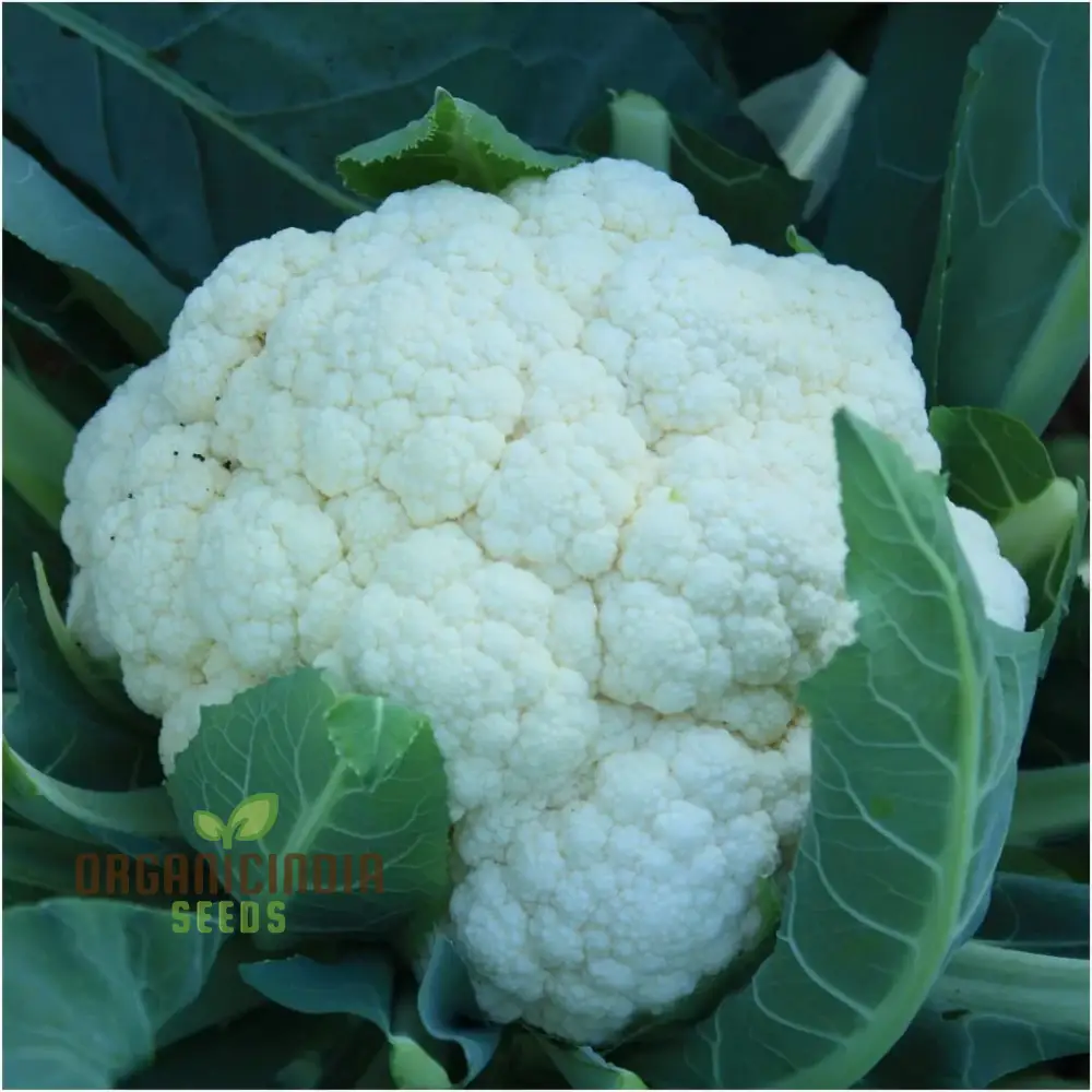 Cauliflower - Alpha Seeds for Planting and Gardening | Premium Quality Organic Seeds - Image 3