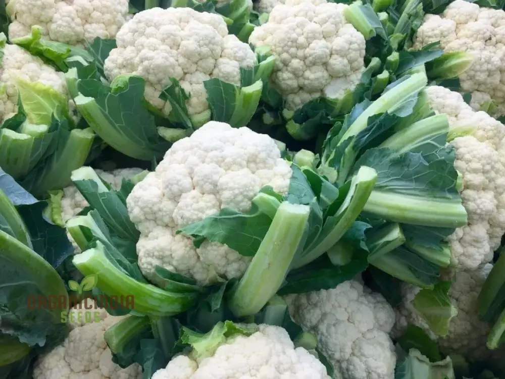 Cauliflower - Alpha Seeds for Planting and Gardening | Premium Quality Organic Seeds - Image 4