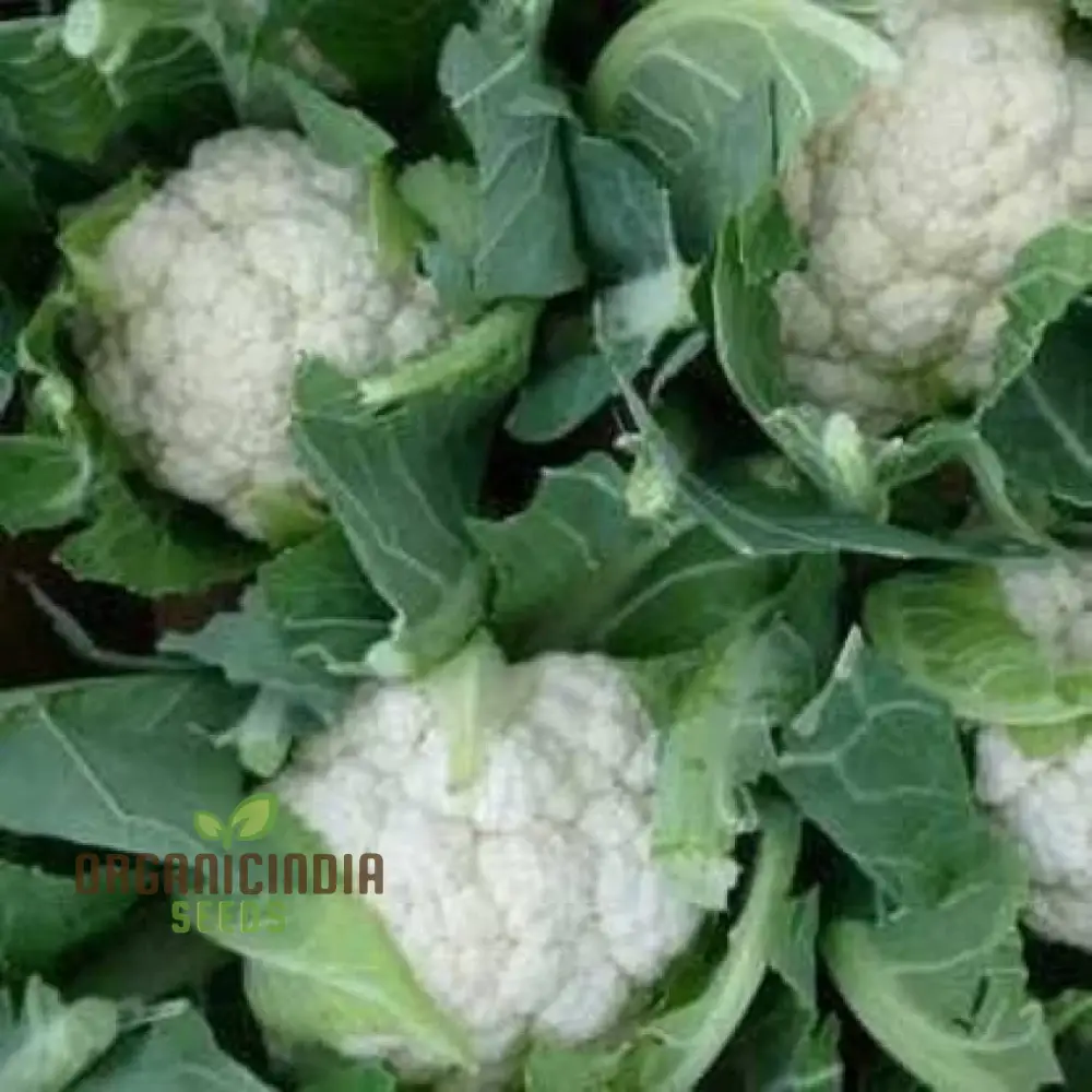 Cauliflower - Alpha Seeds for Planting and Gardening | Premium Quality Organic Seeds - Image 5