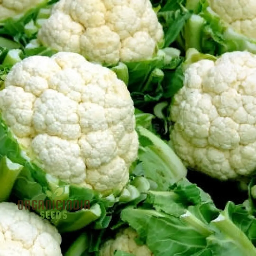 Cauliflower - Alpha Seeds for Planting and Gardening | Premium Quality Organic Seeds - Image 6