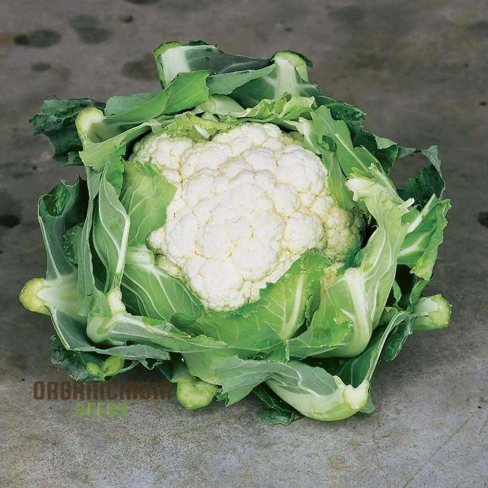 Cauliflower Clapton F1 Vegetable Seeds for Planting, Premium Quality, High Yield, and Disease Resistant Seeds