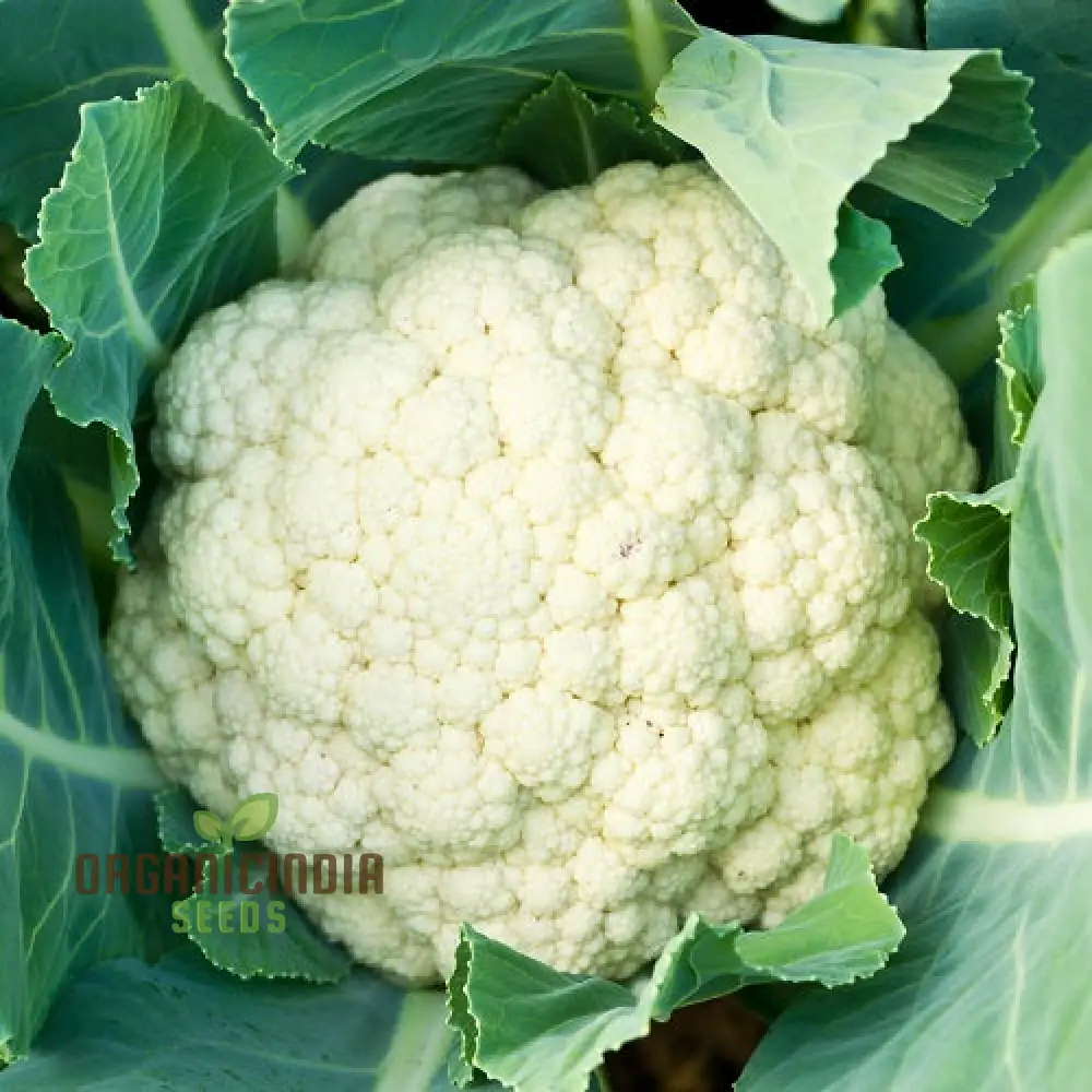 Cauliflower Clapton F1 Vegetable Seeds for Planting, Premium Quality, High Yield, and Disease Resistant Seeds - Image 3