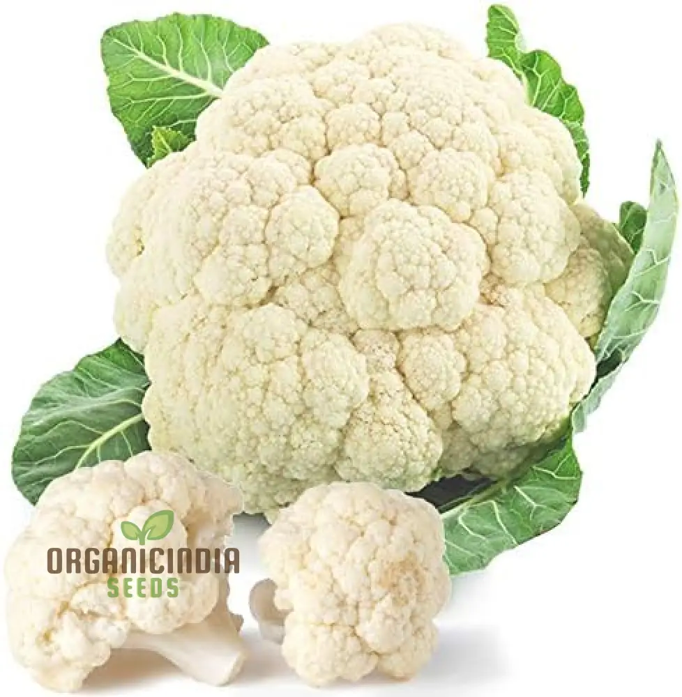 Cauliflower Clapton F1 Vegetable Seeds for Planting, Premium Quality, High Yield, and Disease Resistant Seeds - Image 4