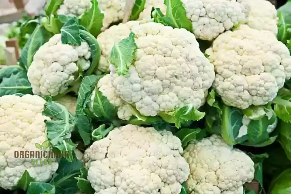 Cauliflower Clapton F1 Vegetable Seeds for Planting, Premium Quality, High Yield, and Disease Resistant Seeds - Image 5