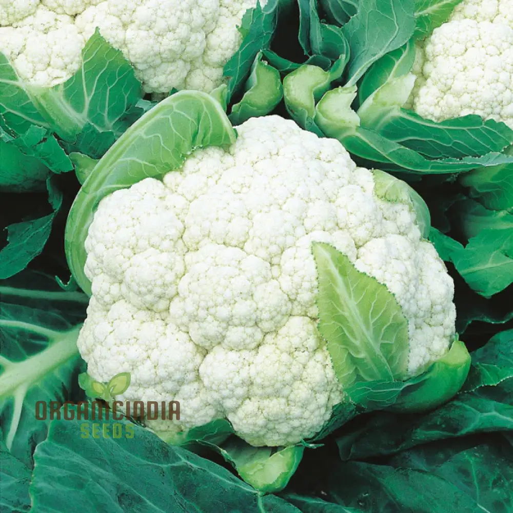 Cauliflower Clapton F1 Vegetable Seeds for Planting, Premium Quality, High Yield, and Disease Resistant Seeds - Image 6