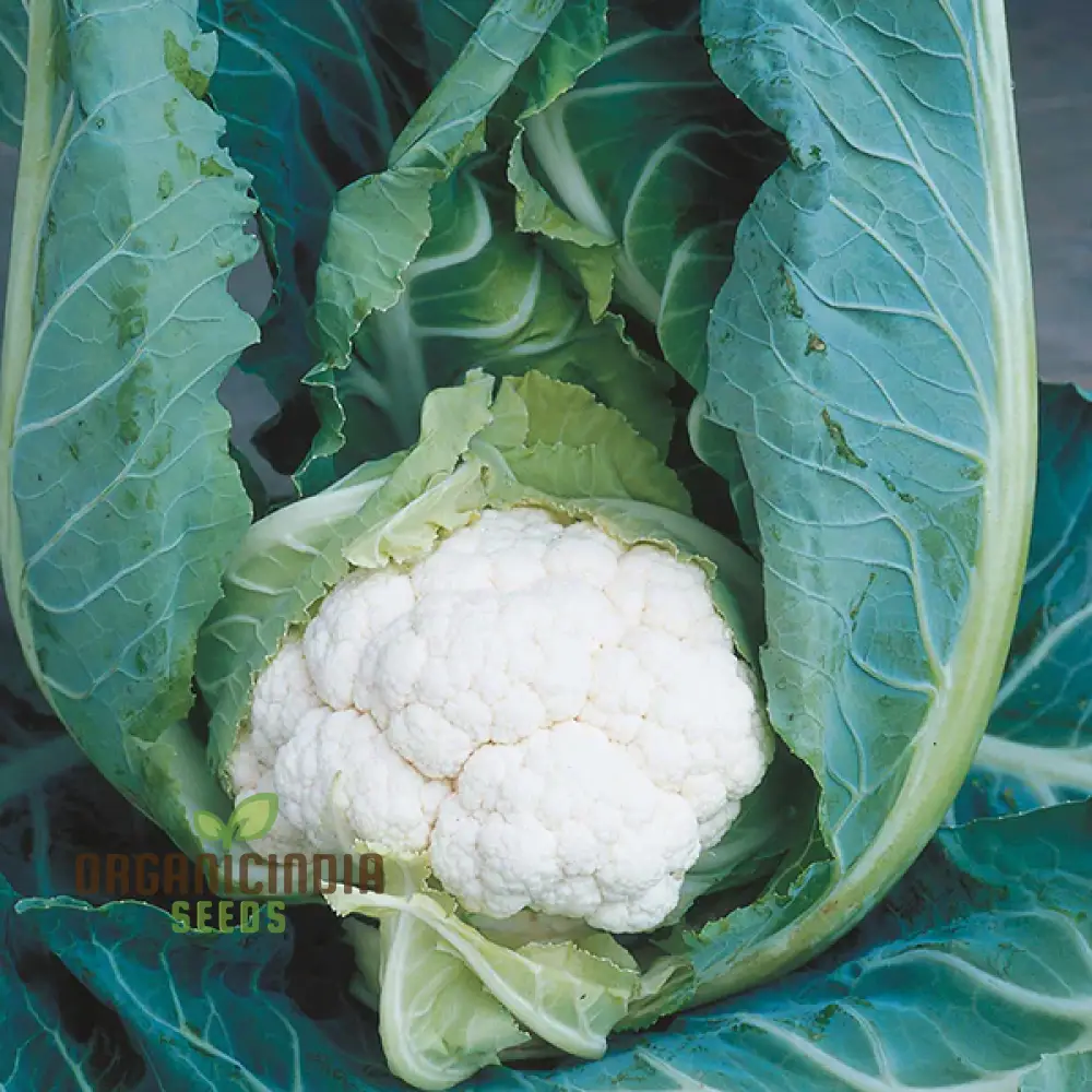 Cauliflower Clapton F1 Vegetable Seeds for Planting, Premium Quality, High Yield, and Disease Resistant Seeds - Image 7