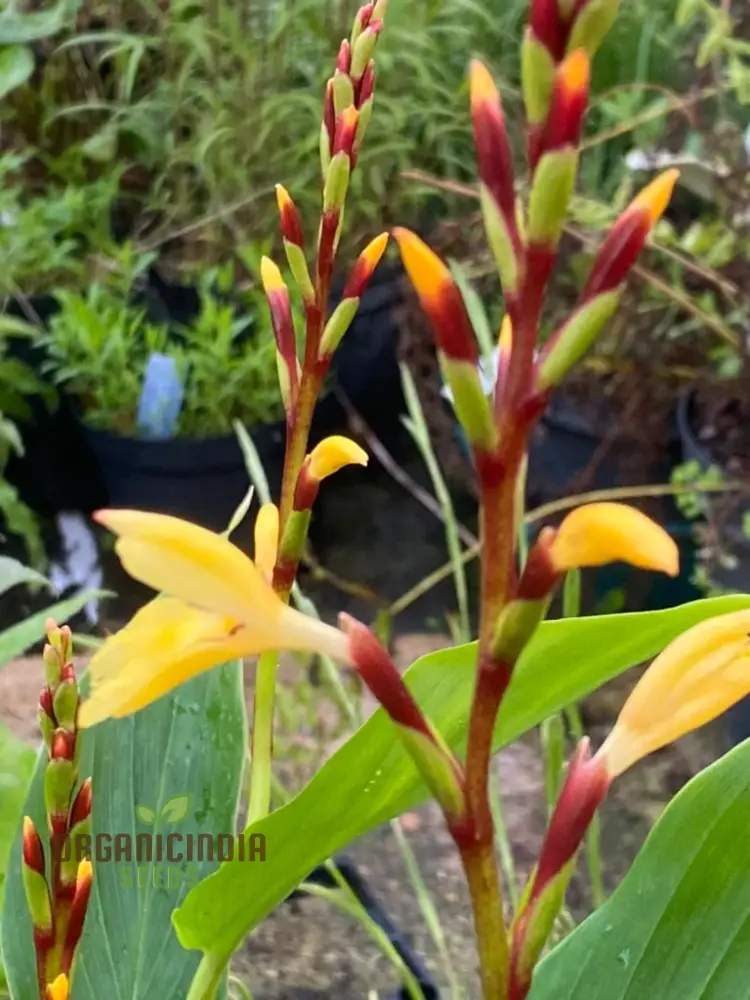 Cautleya Gracilis Flower Seeds  for Planting,  Premium Quality Seeds for Gardening - Image 3