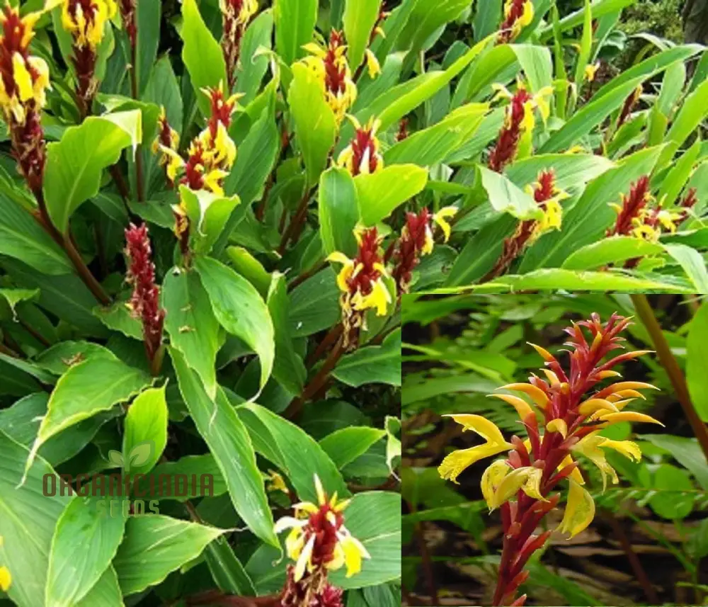 Cautleya Gracilis Flower Seeds  for Planting,  Premium Quality Seeds for Gardening - Image 4