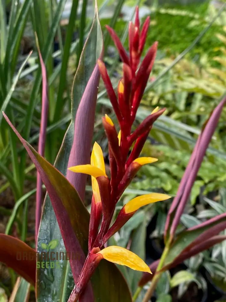 Cautleya Gracilis Flower Seeds  for Planting,  Premium Quality Seeds for Gardening - Image 5