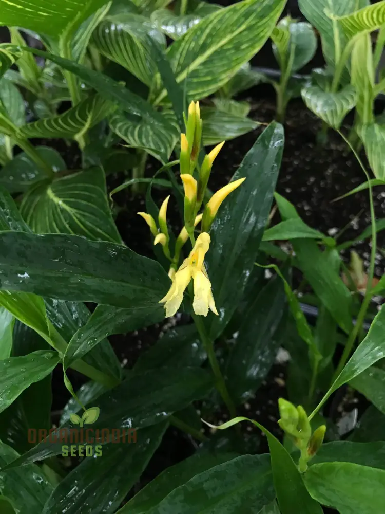 Cautleya Gracilis Flower Seeds  for Planting,  Premium Quality Seeds for Gardening - Image 6